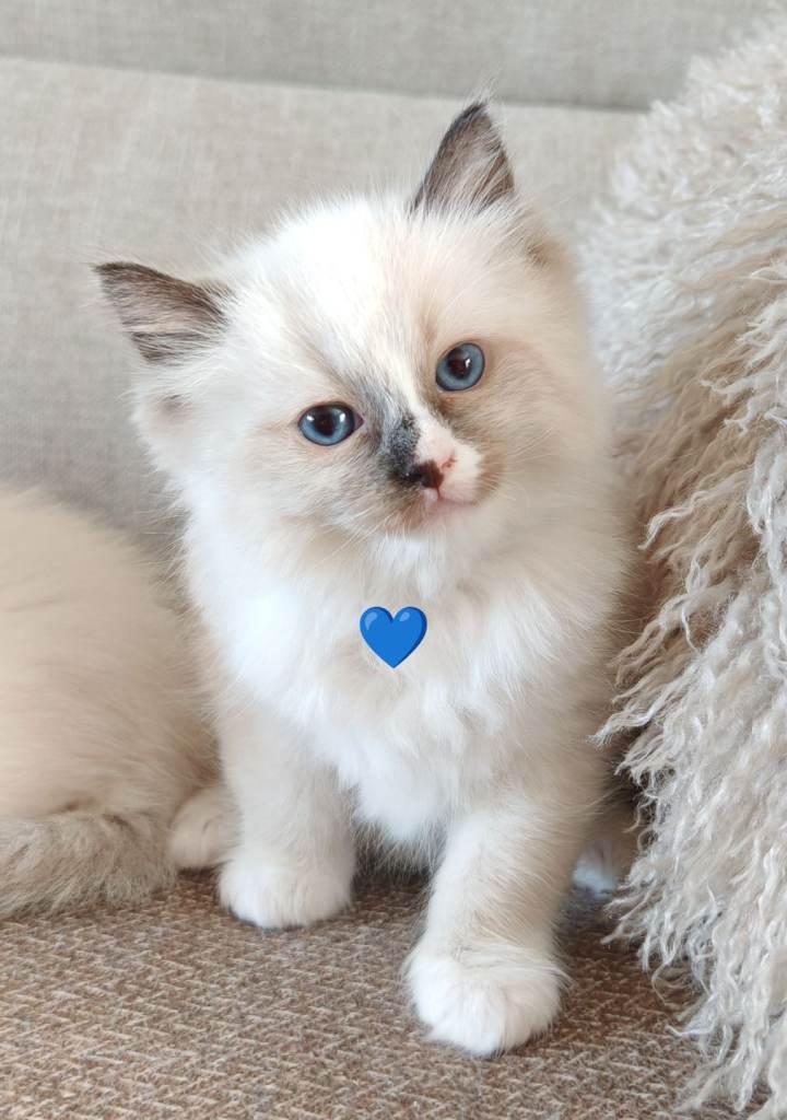 Ragdoll kittens 