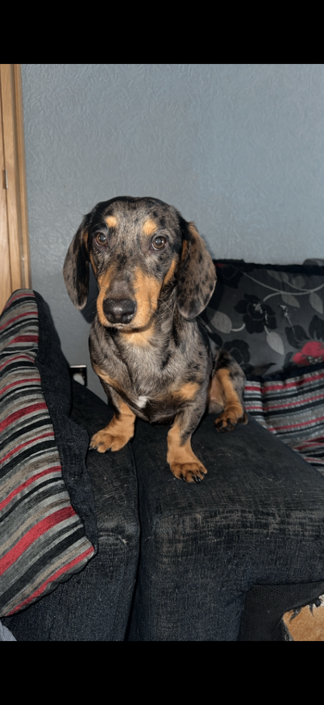 dapple dachshund boy