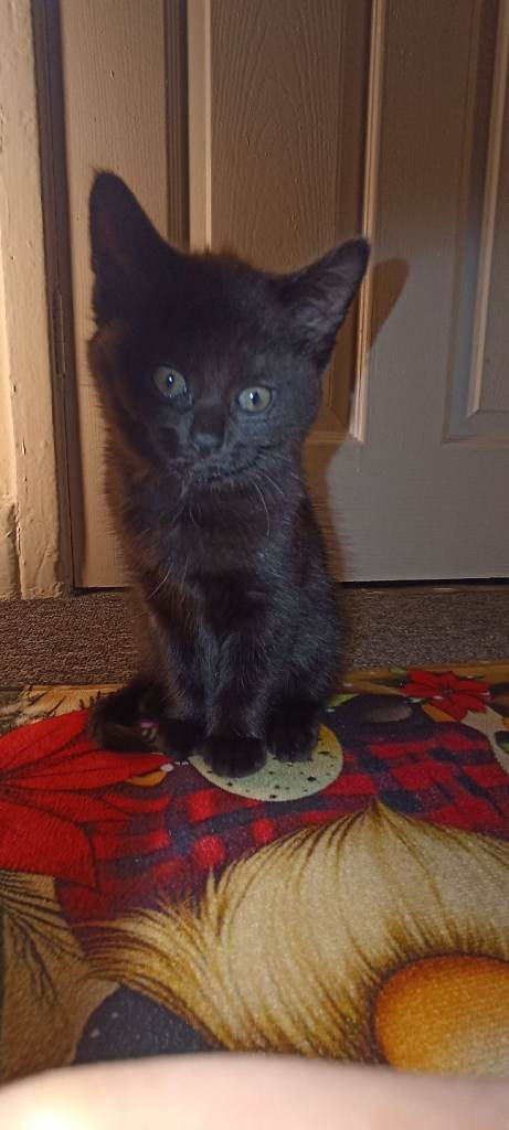 Beautiful fluffy kittens 