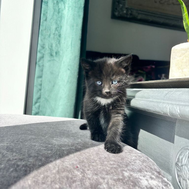 Handsome male kitten 
