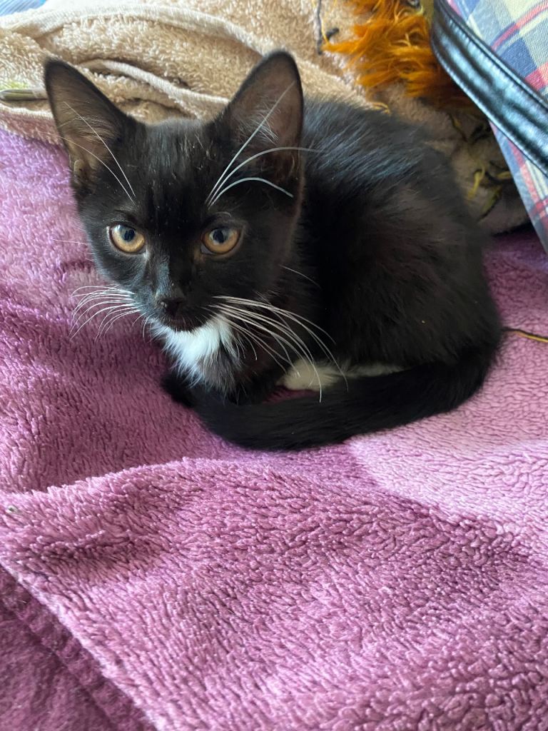 Two black and white kittens