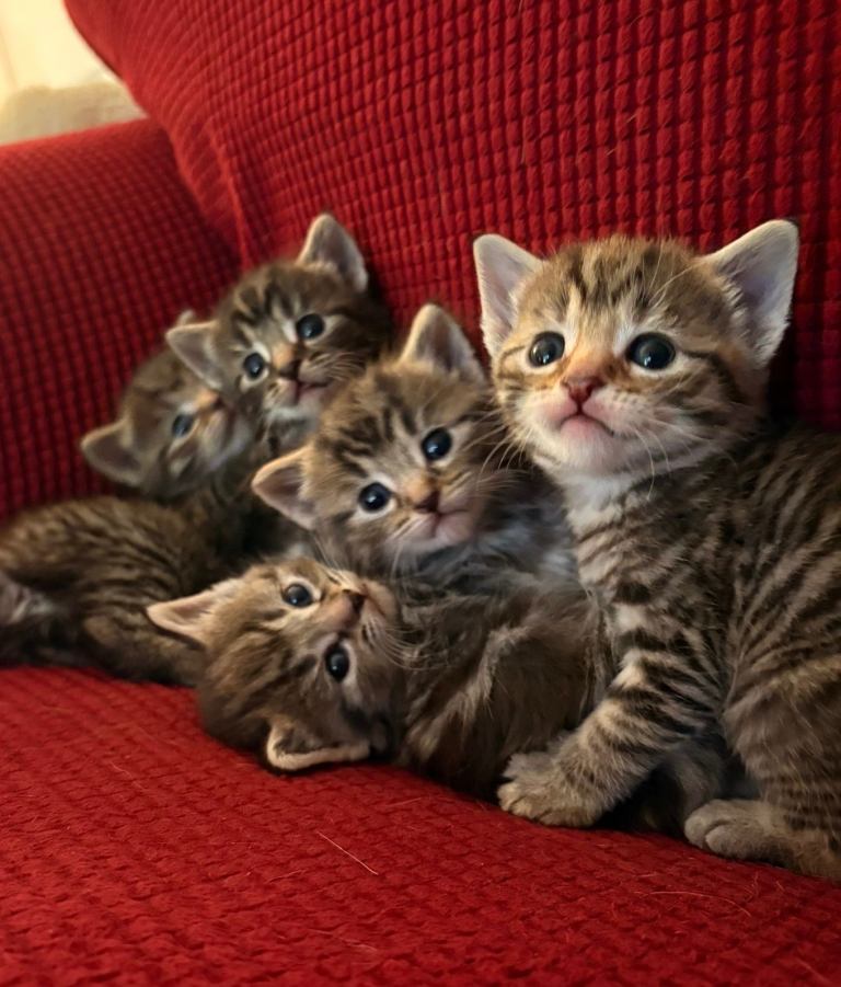 Kittens 🐾