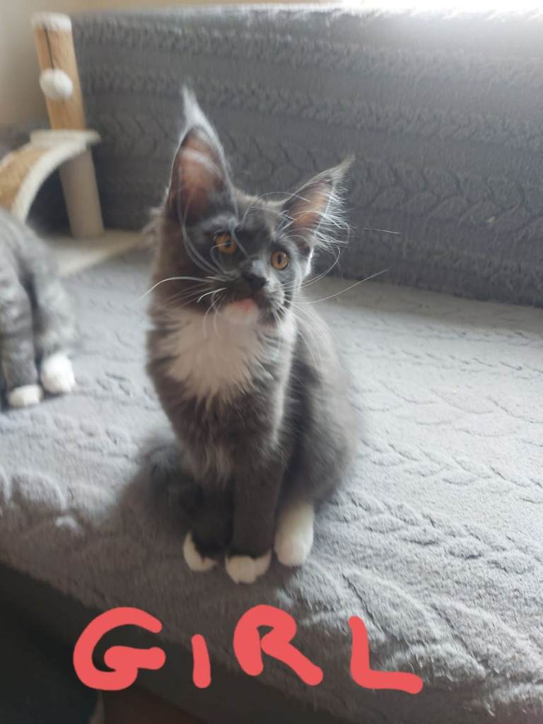 Beautifull Maine Coon kittens