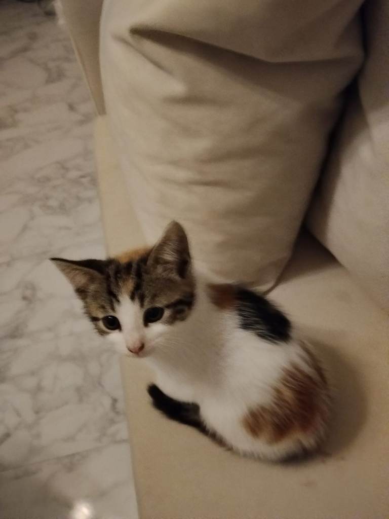 Kittens for sale 