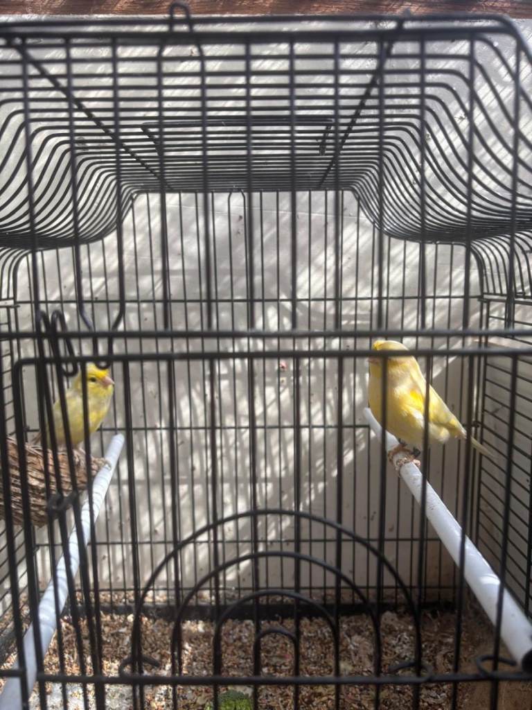 Canaries