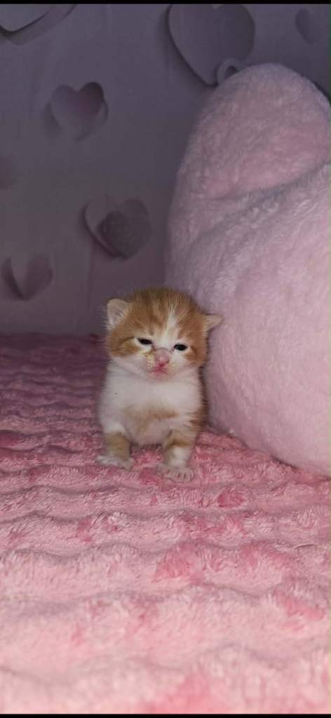 Kittens for sale 
