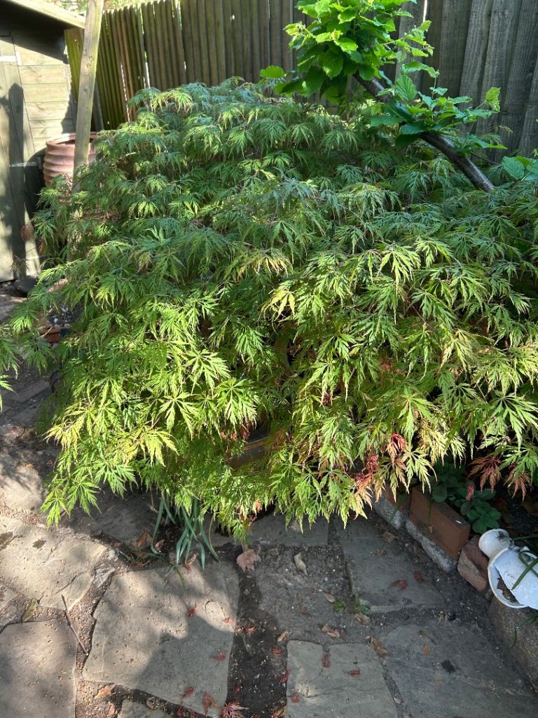 Large Acer Palmatum Japanese Maple Plant, Red & Green Leaves