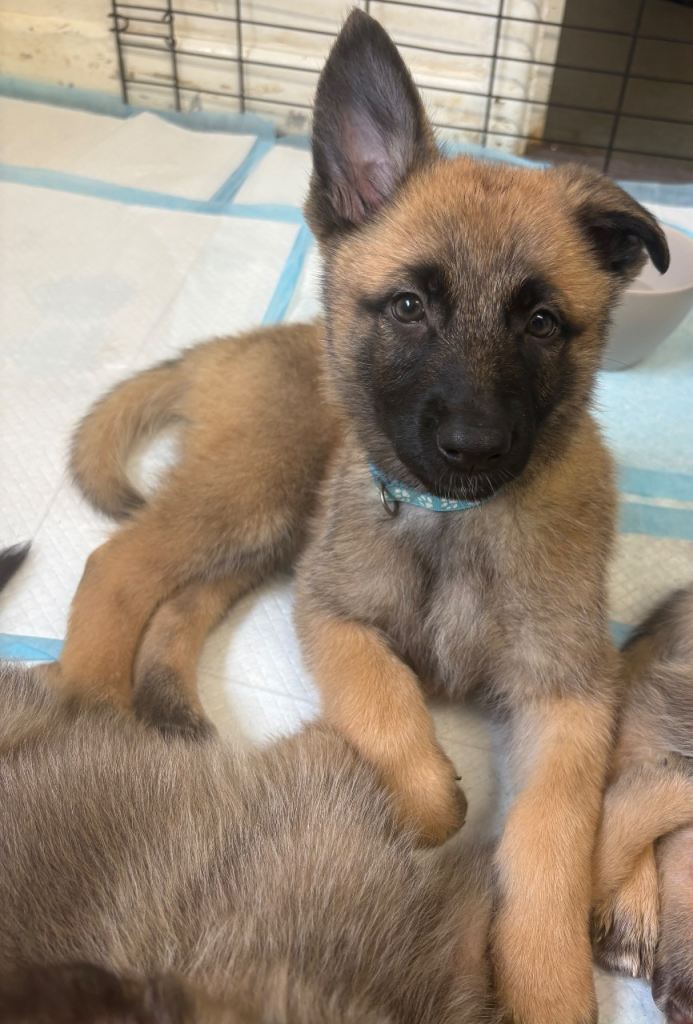 German Shepard X Akita puppies 
