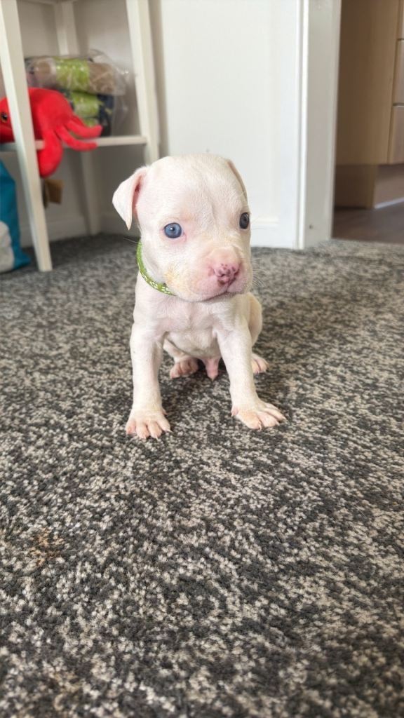 American bully’s for sale 