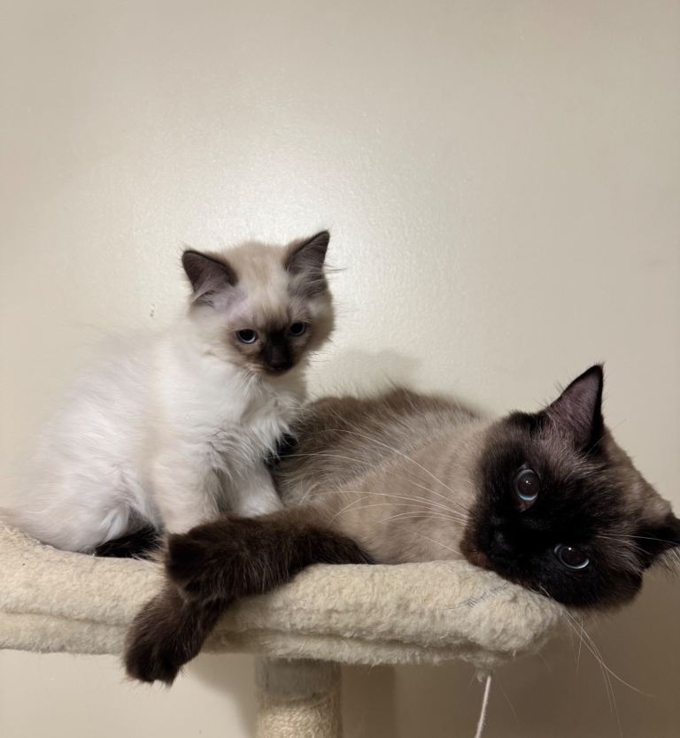 Beautiful Ragdoll Kittens 