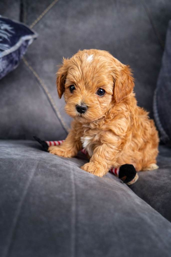 Korean maltipoo