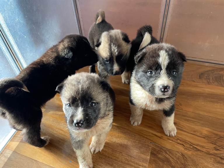 Stunning American Akita puppies 