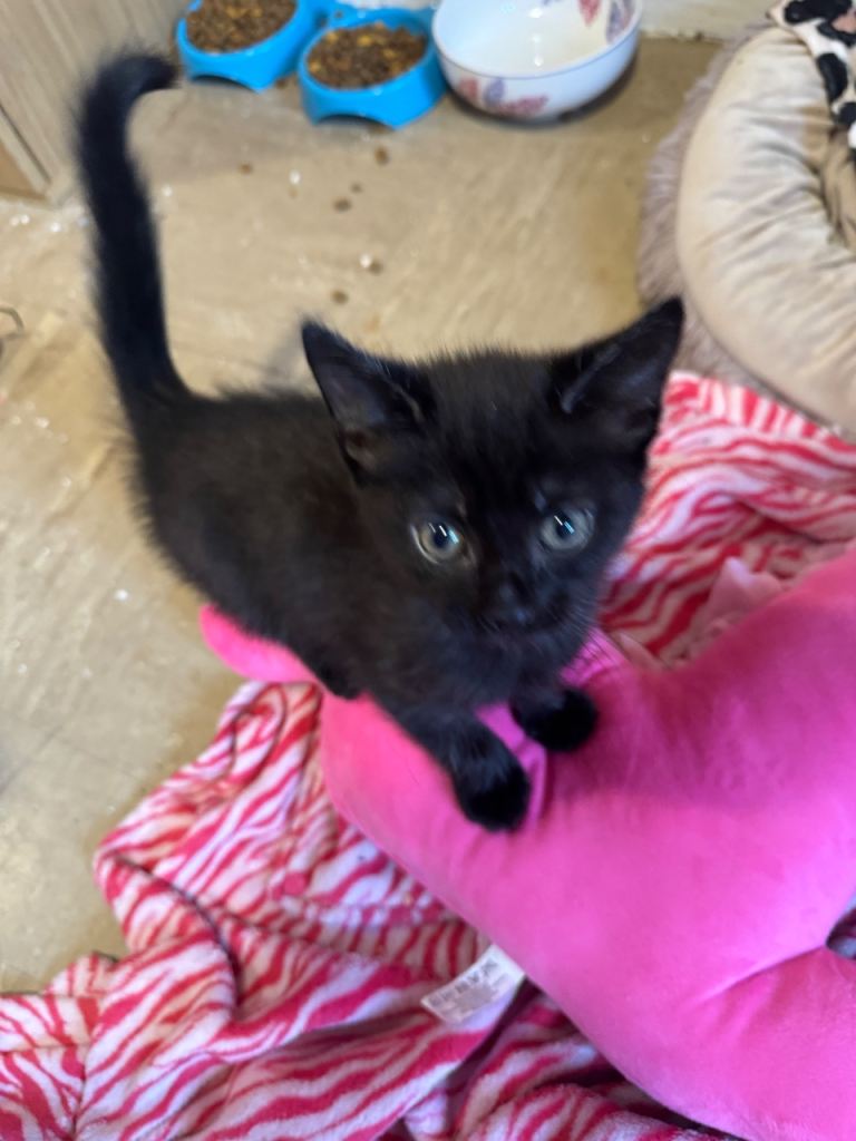 Kitten girl all black 