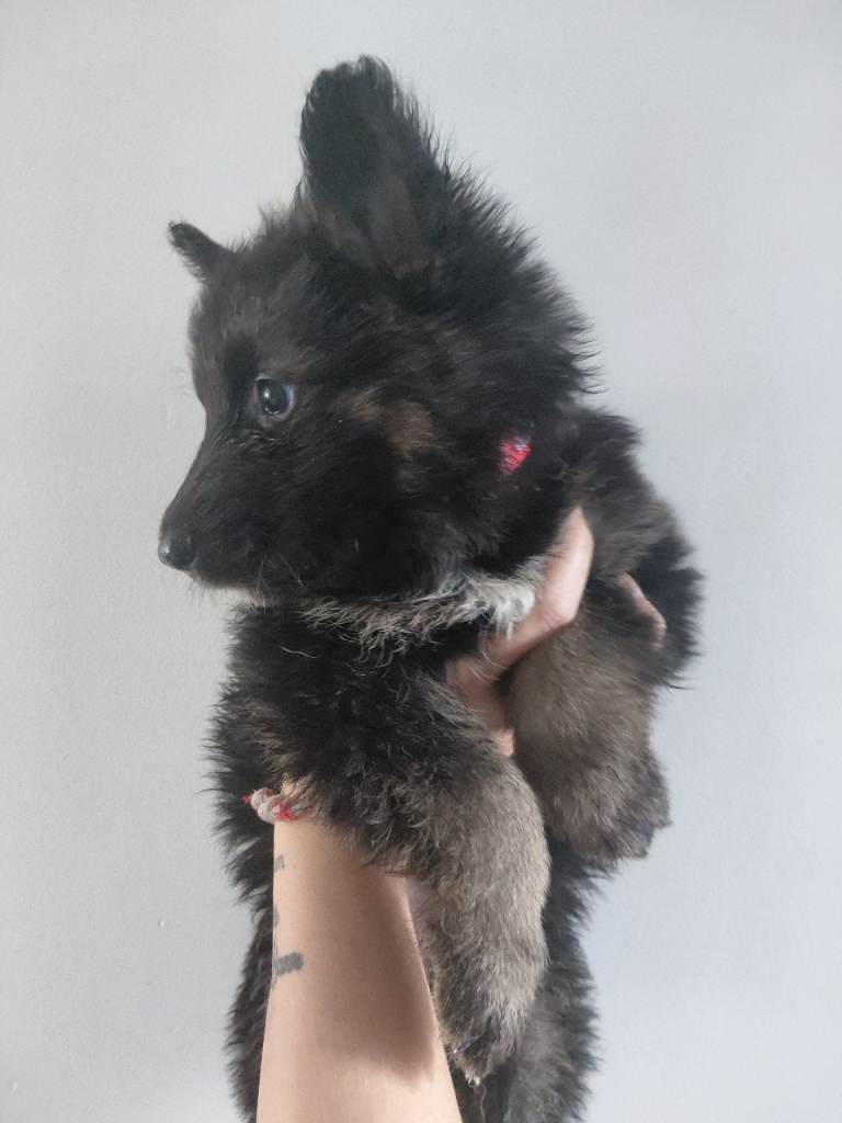 German shepherd  puppies 