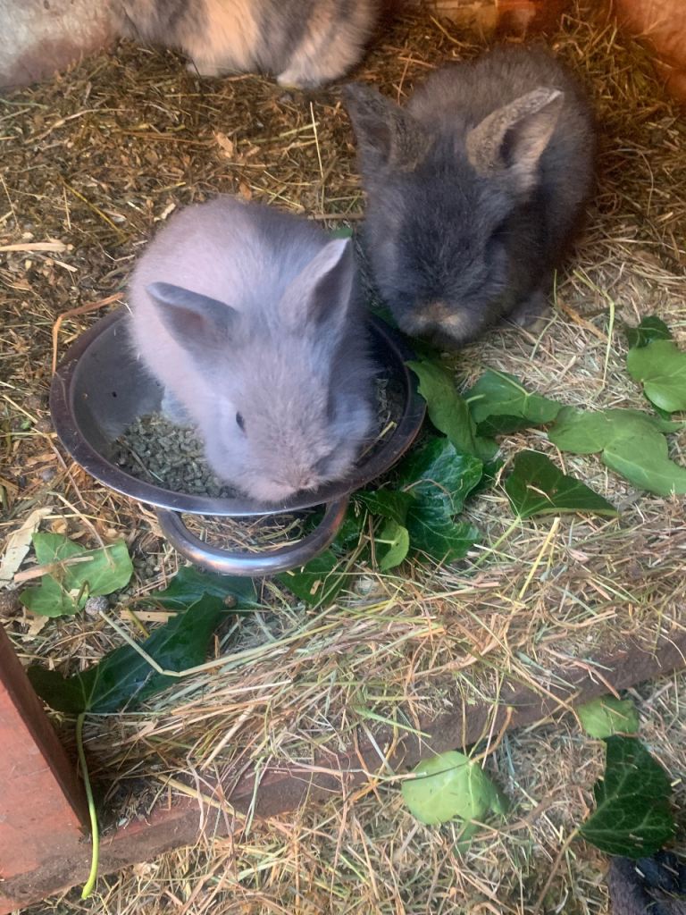 Baby bunnies lion head 