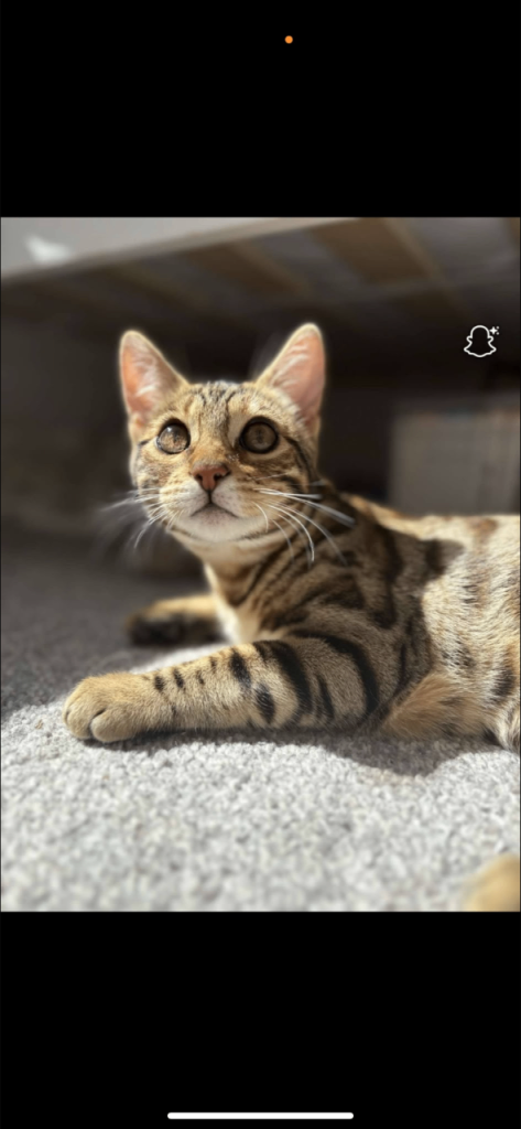 PURE BREED BENGAL FEMALE CAT 