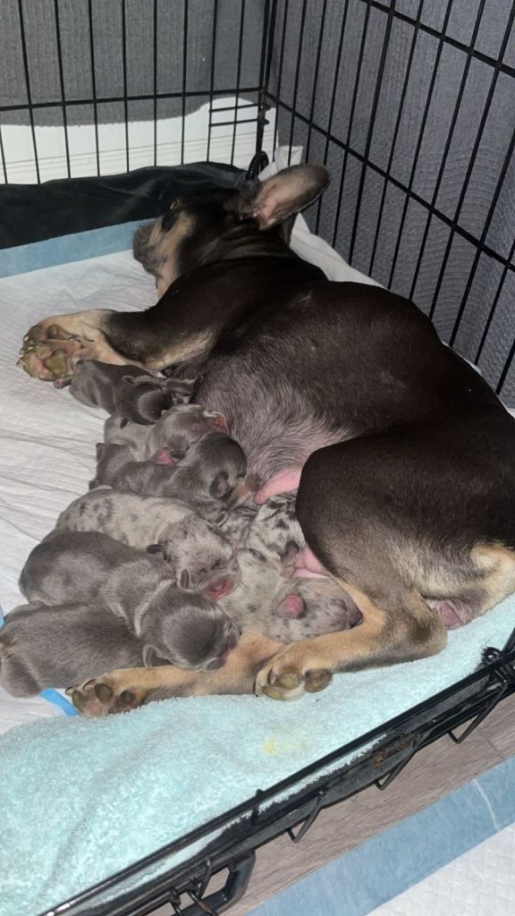 DWKC Registered French Bulldog puppies for sale