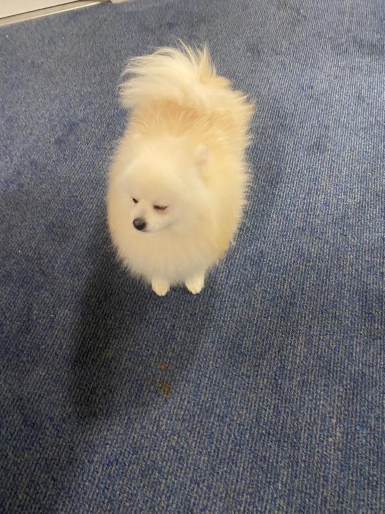 Gorgeous Pomeranian puppies for sale 
