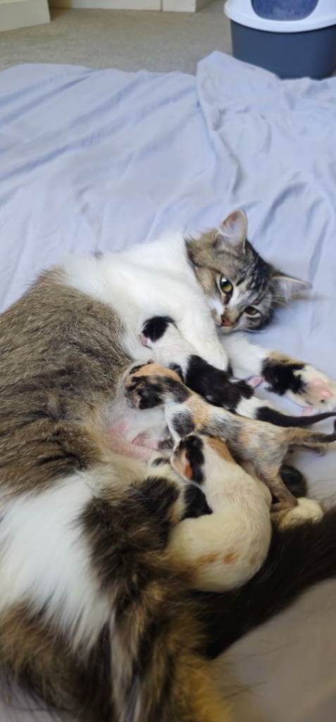 Kittens