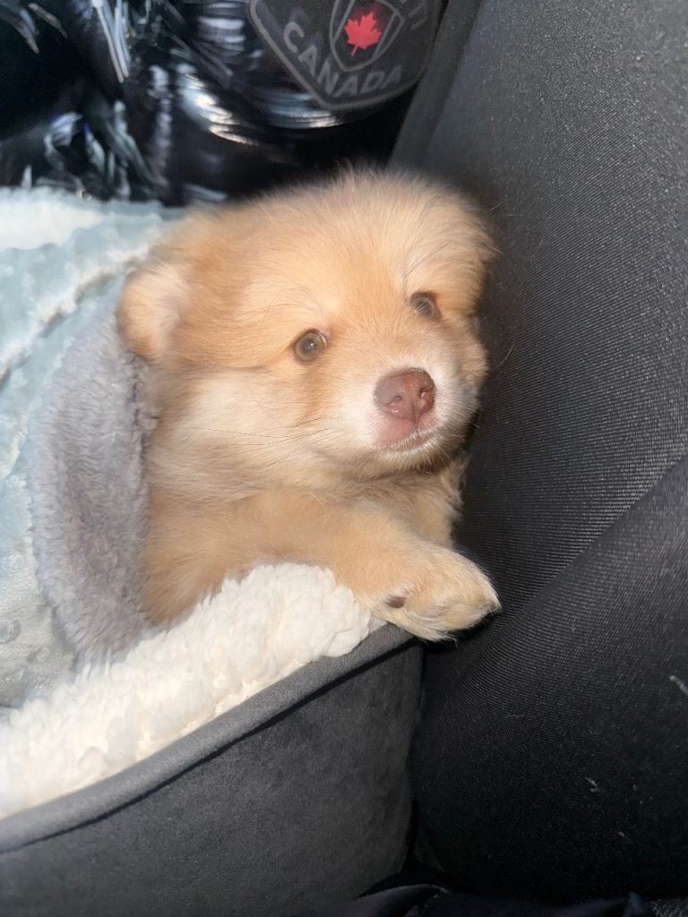 pomeranian puppy 