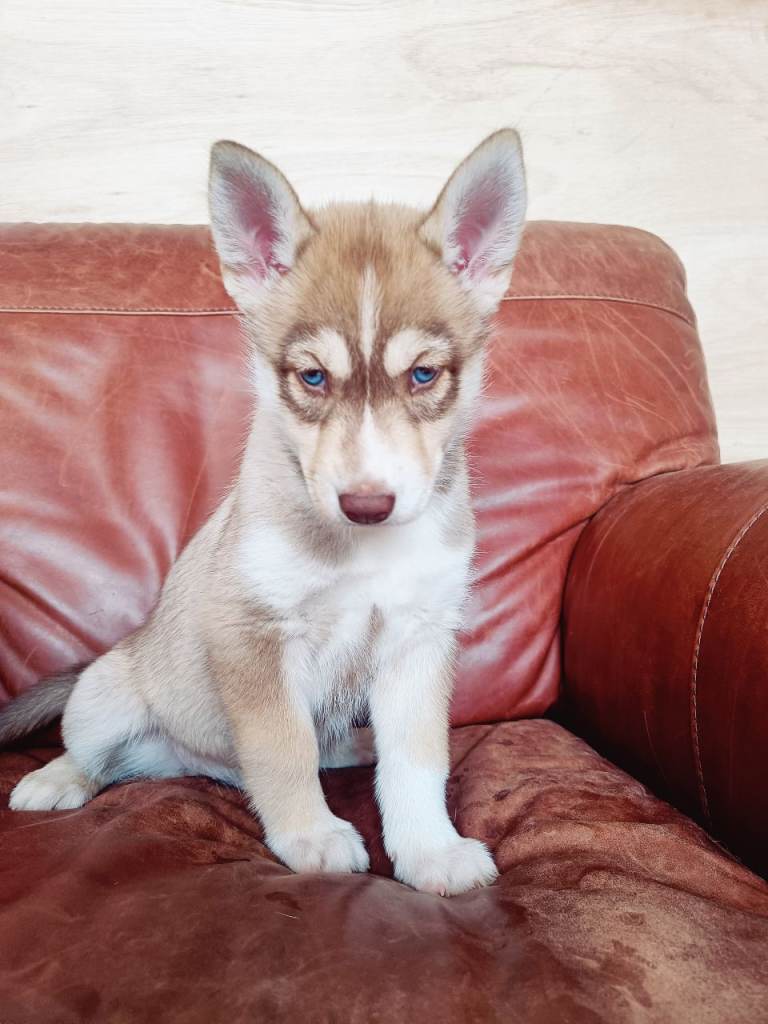 Three beautiful Husky boys