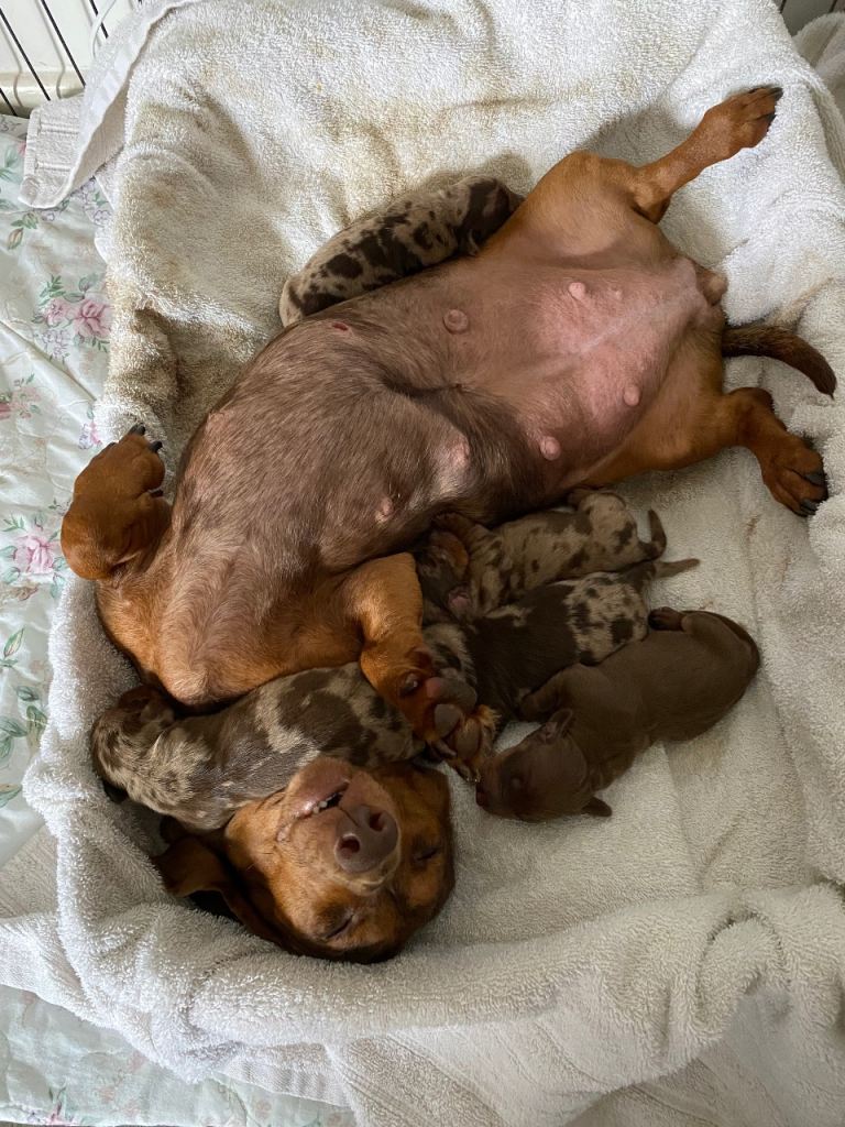 Miniature Dachshund Puppies - Adorable & Healthy Companions 🐾