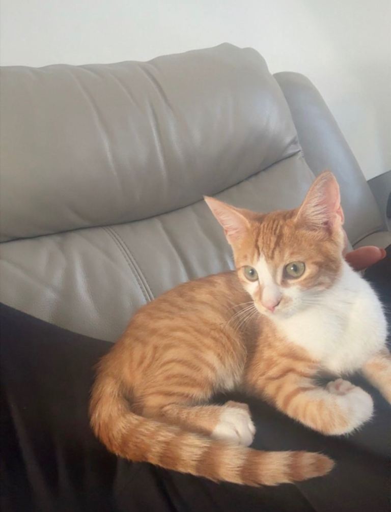 Ginger kitten