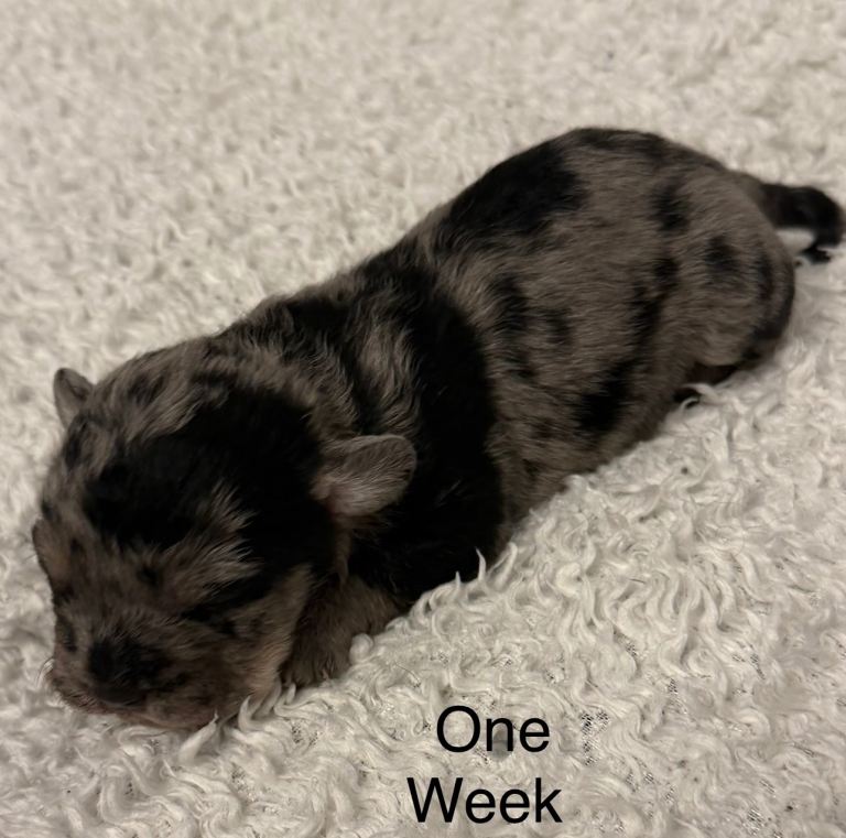 Floodle Puppies French Bulldog / Poochon