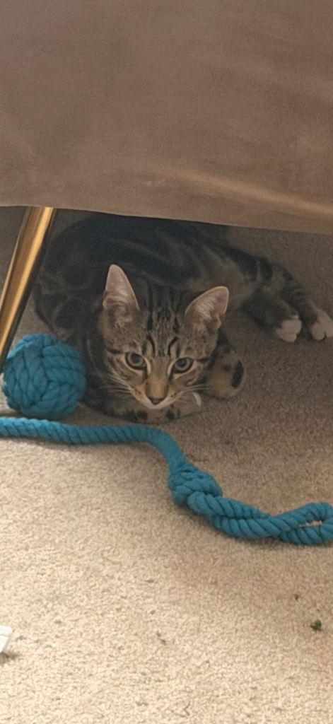 Kitten 15 weeks old 