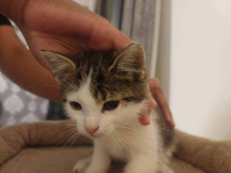 Lovely Male Kitten Looking for a New Home