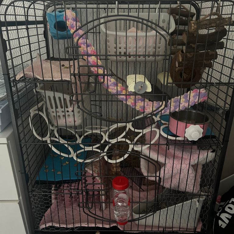 ferret/large rat cage