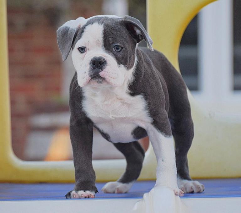 Olde English bulldog, Old Tyme bulldog, bulldog