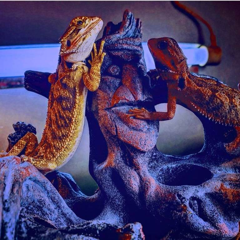 Baby citrus bearded dragons available now 