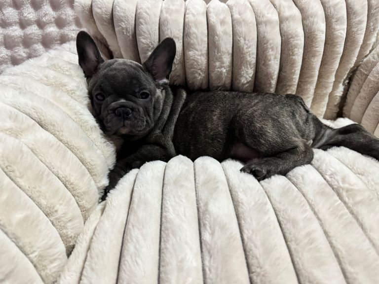 French bulldog puppy