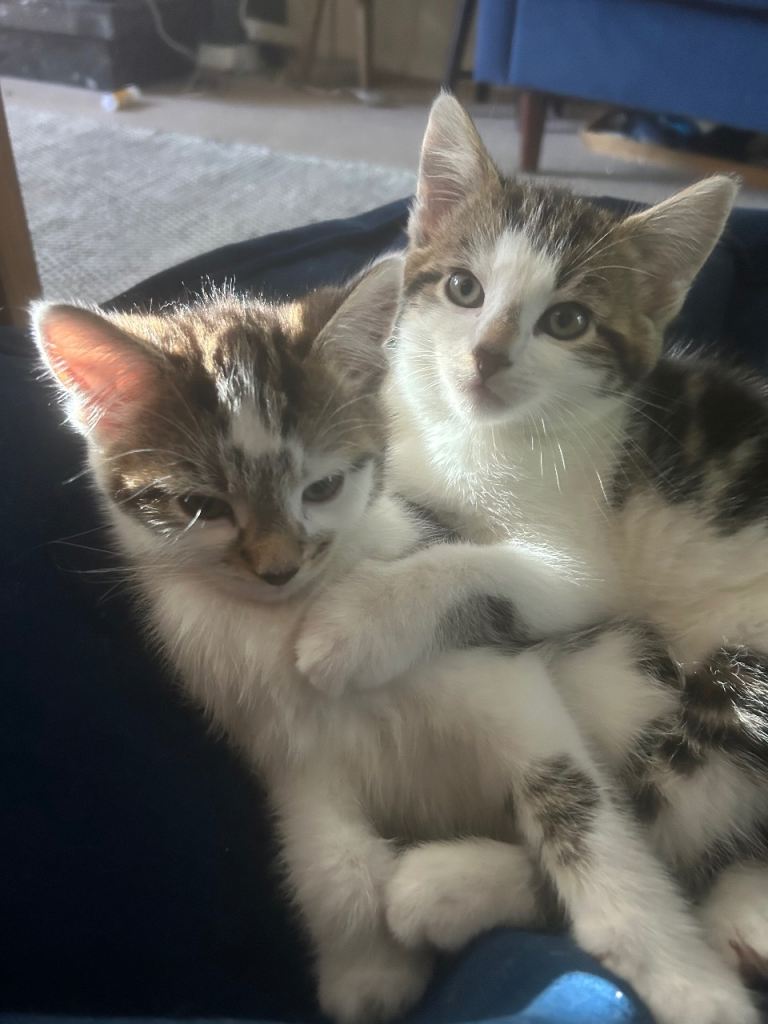 Two lovely Kitten wanting a good home