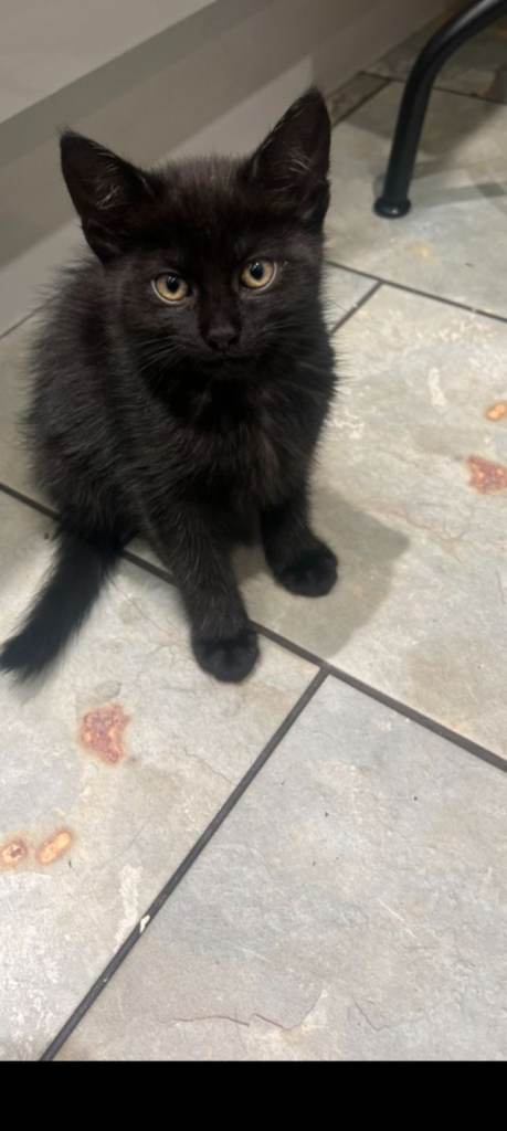 One female  little kitten