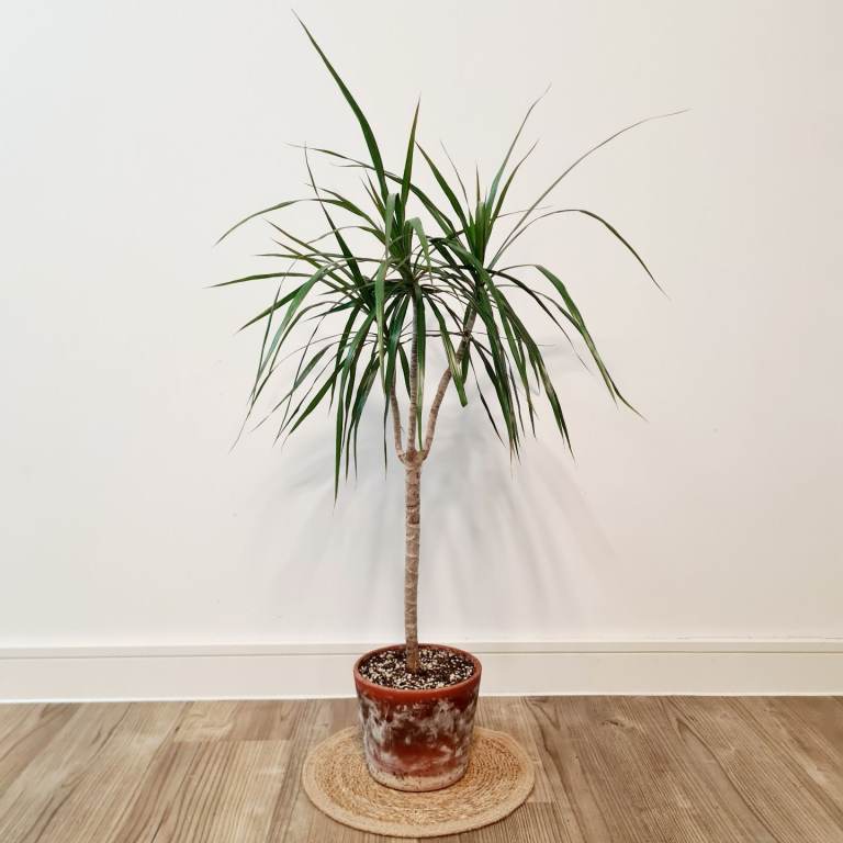 image for Dracaena in a terracotta pot