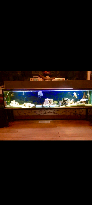 Fish tank