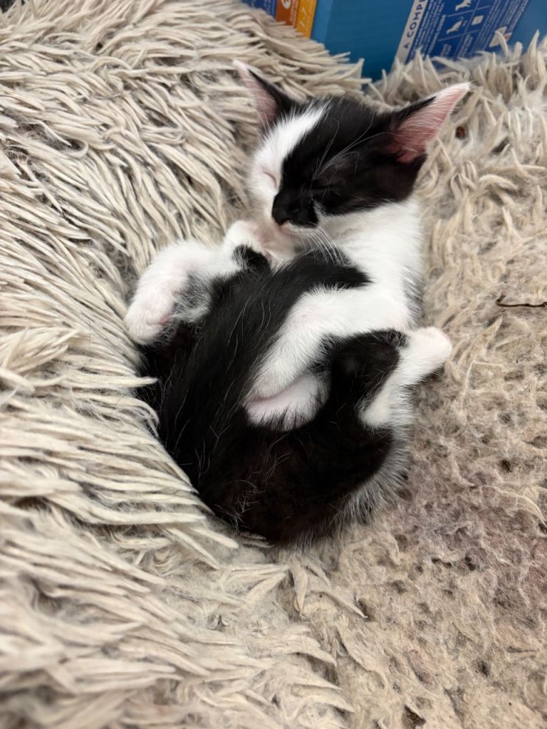 Kittens 