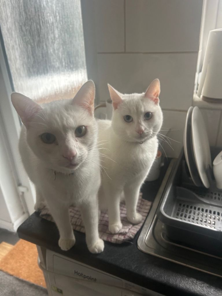 One Male & One Female cat to Rehome