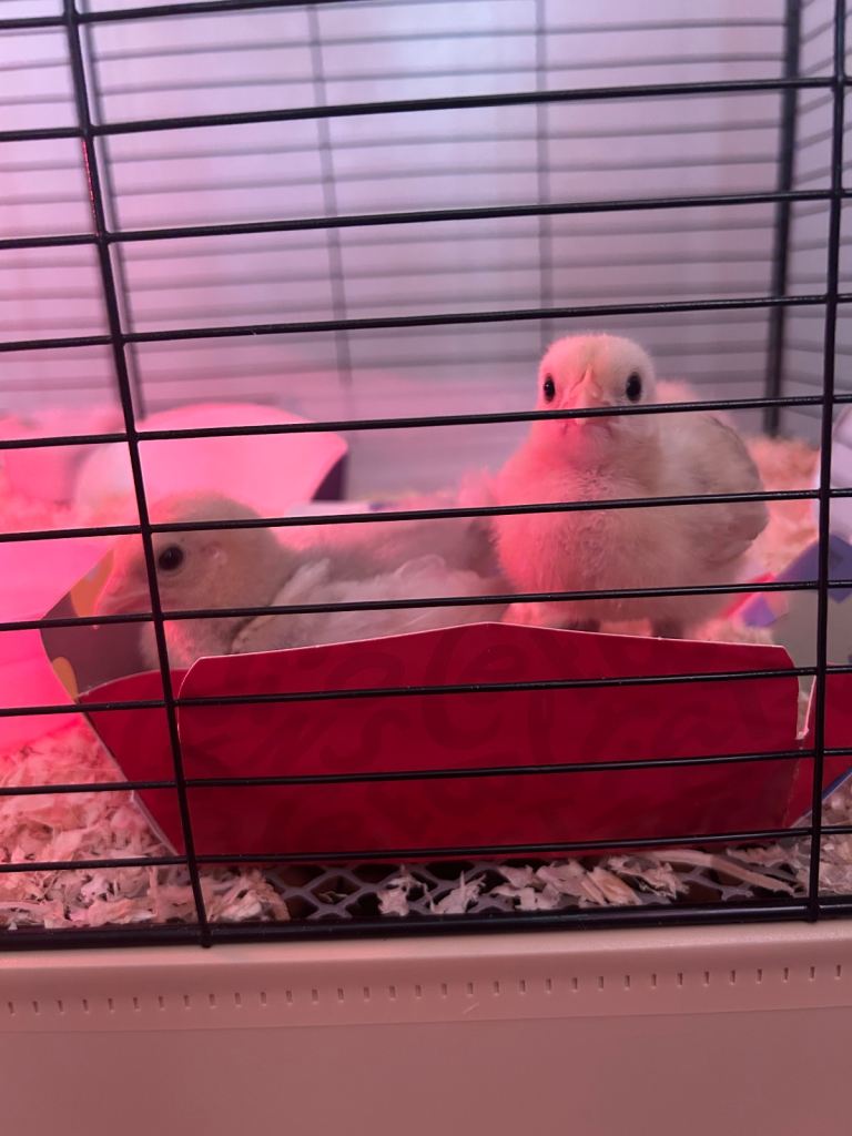 Baby chicks