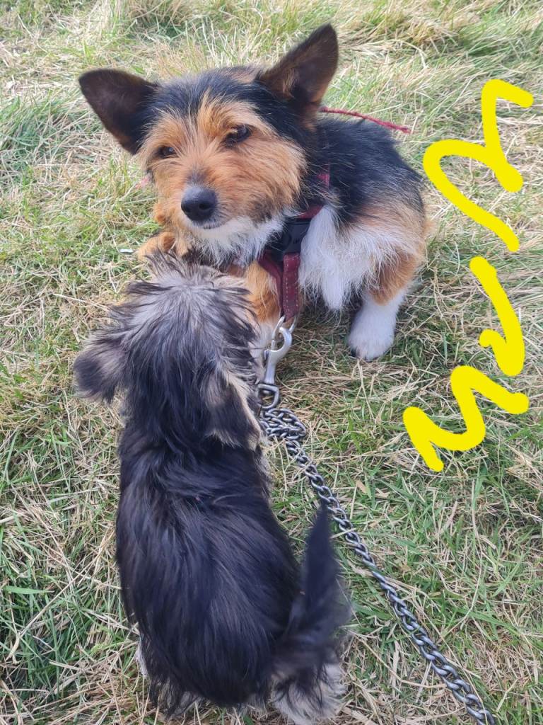 Jack russell cross yorkshire terrie