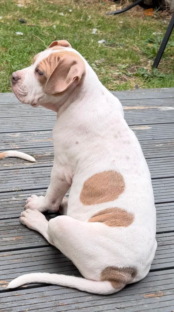 American bulldogs x Alaphaha 