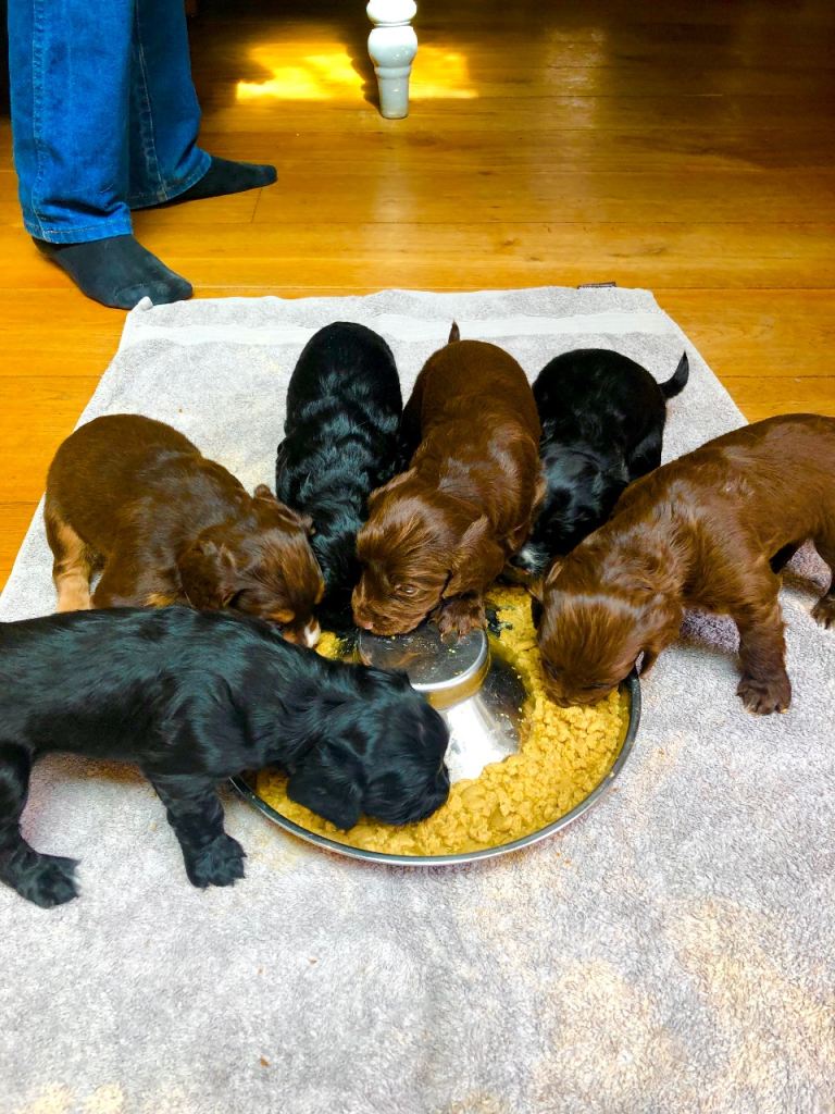 Cocker spaniels puppies 