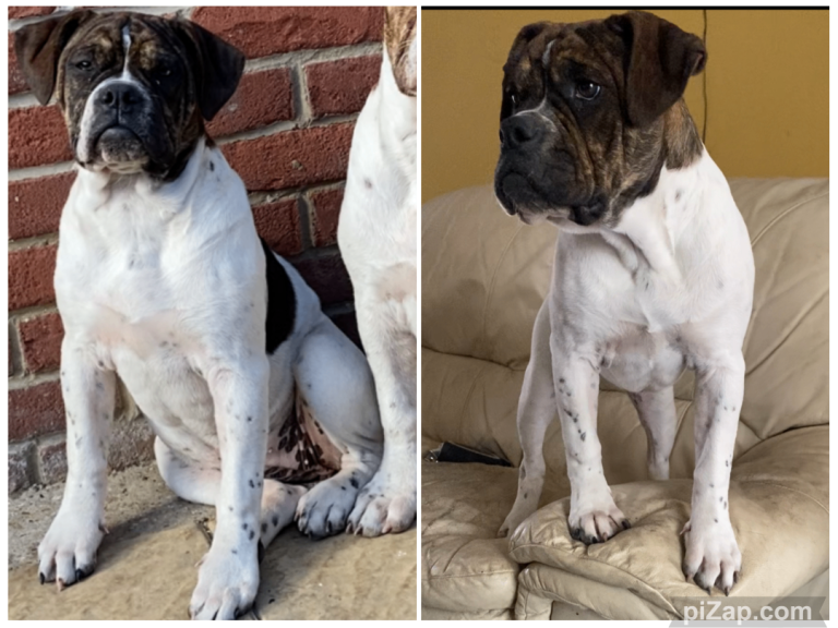 ALAPAHA BULLDOGS FEMALE 100% pure 
