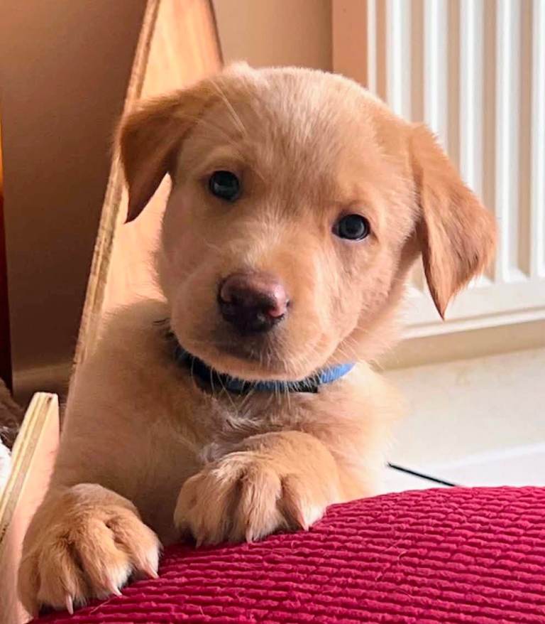Beauitful puppys