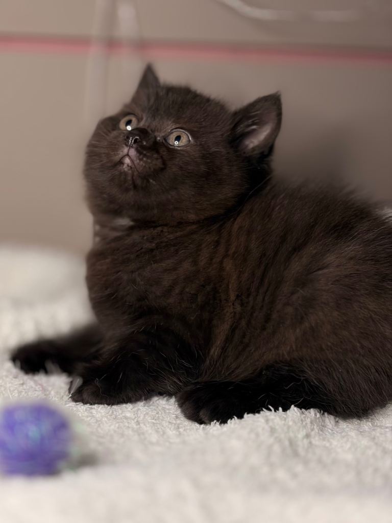 Full British Shorthair Kittens