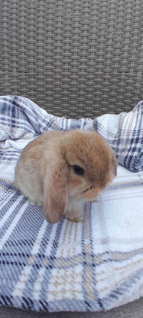 Mini lops