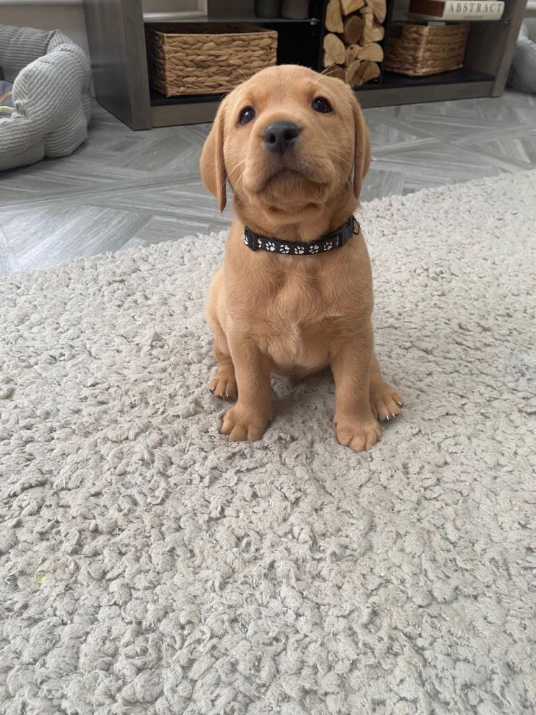 Beautiful Fox Red Labrador KC Reg Puppies