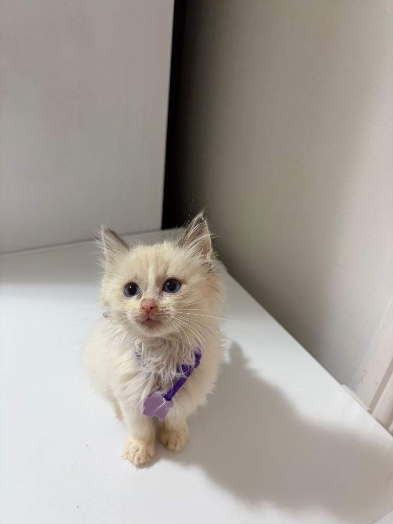 7 Ragdoll cats for sale